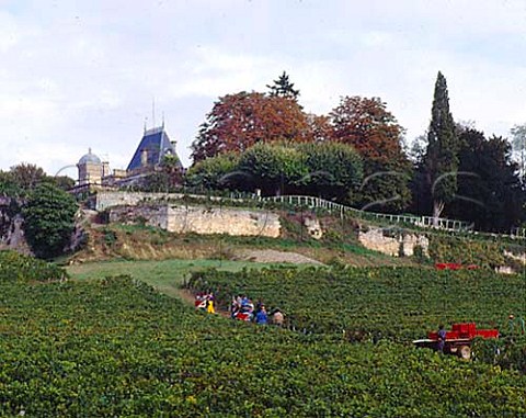 Harvesting grapes in vineyard below Chteau Ausone   Stmilion Gironde France Saintmilion    Bordeaux