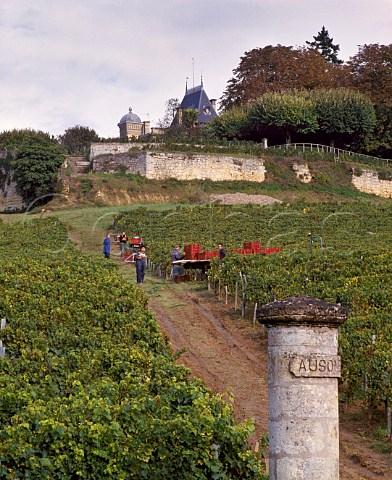 Harvesting grapes in vineyard at Chteau Ausone  Stmilion Gironde France  Saintmilion   Bordeaux