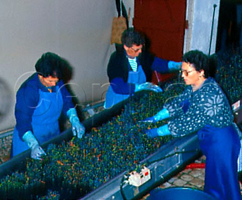 Sorting Merlot grapes as they arrive at the cuverie   of Chteaux Langoa and LovilleBarton   StJulien Gironde France   Mdoc  Bordeaux