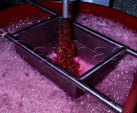 Remontage draining the fermenting must from the   bottom of the vat and pumping it up and over the   grapeskin cap   Chteau LovilleBarton StJulien Gironde France  Mdoc  Bordeaux