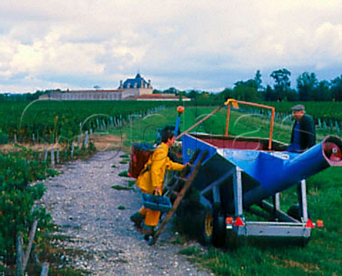 Harvesting grapes in vineyard of Chteau Henebelle   at Arcins Gironde France  HautMdoc  Bordeaux