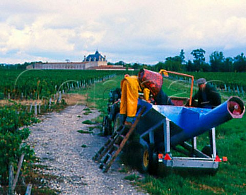 Harvesting grapes in vineyard of Chteau Henebelle   at Arcins Gironde France  HautMdoc  Bordeaux