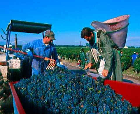 Hod carriers tipping harvested Cabernet Franc grapes   into trailer in vineyard of Chteau Siran Labarde   Gironde France   Margaux  Mdoc Cru Bourgeois Exceptionnel