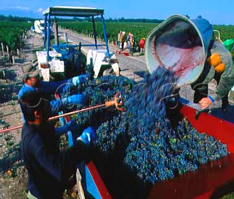 Hod carriers empty Cabernet Franc grapes into a   trailer at Chteau Siran Labarde Gironde France  Margaux  Mdoc Cru Bourgeois Exceptionnel