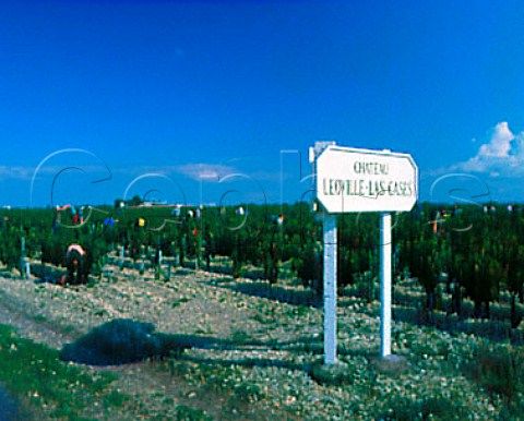 Harvesting grapes in vineyard of   Chteau LovilleLasCases StJulien Gironde   France   Mdoc  Bordeaux