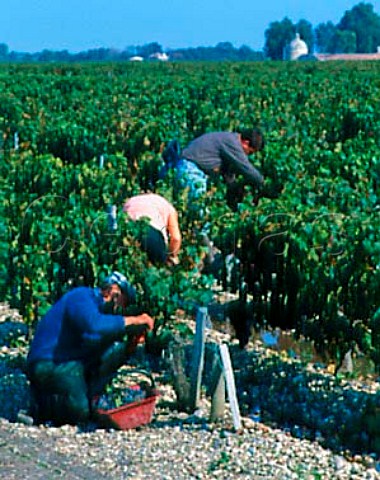 Harvesting grapes in vineyard of   Chteau LovilleLasCases StJulien Gironde   France   Mdoc  Bordeaux