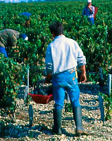 Harvesting grapes in vineyard of   Chteau LovilleLasCases StJulien Gironde   France   Mdoc  Bordeaux