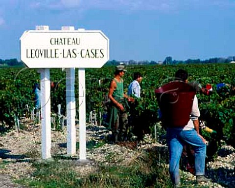 Harvest time in vineyard of Chteau   LeovilleLasCases StJulien Gironde France  Mdoc  Bordeaux