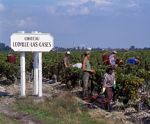 Harvesting grapes in vineyard of   Chteau LovilleLasCases StJulien Gironde  France   Mdoc  Bordeaux