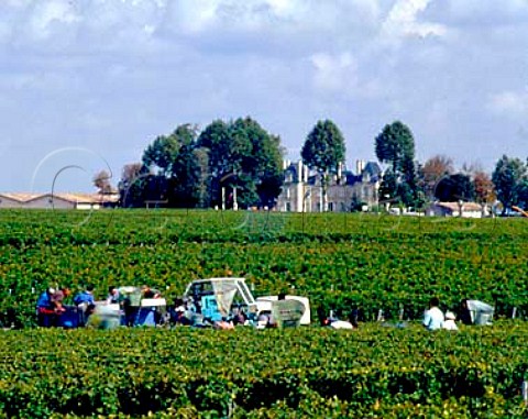 Harvest time in vineyard of Chteau   PichonLonguevilleComtessedeLalande with the chteau beyond  Pauillac Gironde France  Mdoc  Bordeaux