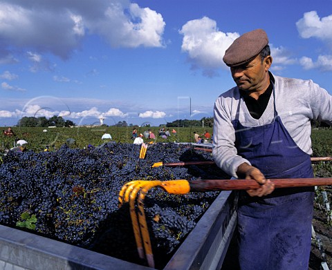 Harvesting Cabernet Sauvignon grapes at Chteau LovilleBarton StJulien Gironde France    Mdoc  Bordeaux