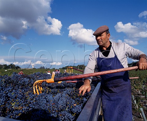 Harvesting Cabernet Sauvignon grapes in vineyard of Chteau LovilleBarton StJulien Gironde France Mdoc  Bordeaux