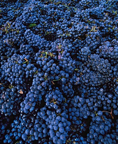 Cabernet Sauvignon grapes in trailer at   Chteau LovilleBarton StJulien Gironde France    Mdoc  Bordeaux