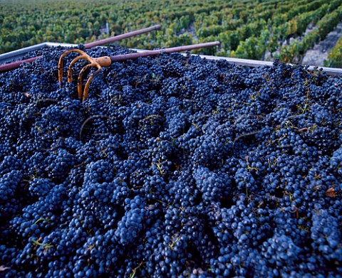 Trailer of harvested Cabernet Sauvignon grapes in vineyard of Chteau LovilleBarton StJulien Gironde France   Mdoc  Bordeaux