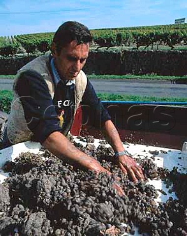 Sorting botrytised Semillon grapes in vineyard of   Chteau de RayneVigneau Bommes Gironde France   Sauternes  Bordeaux