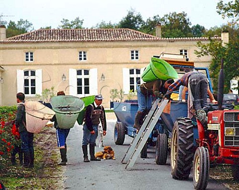 Harvest time at Domaine de Chevalier Lognan   Gironde France   PessacLognan  Bordeaux