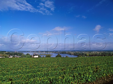 River Loire viewed over Cabernet Franc vineyard at Montsoreau near Saumur MaineetLoire France  SaumurChampigny