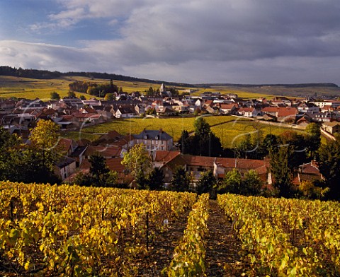Autumnal vines lead down to the village of Le MesnilsurOger which surrounds the small walled vineyard of Clos du Mesnil  owned by Krug Marne France  Cte Des Blancs  Champagne