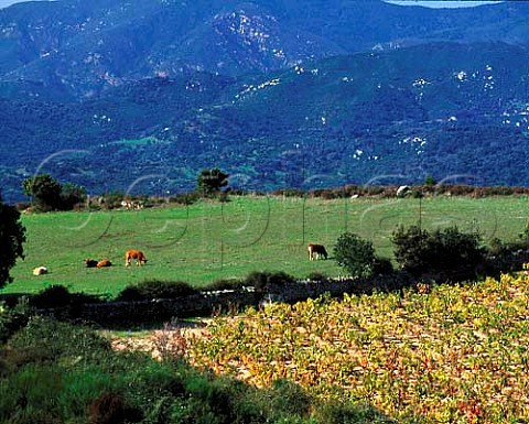 Vineyard near PetretoBicchisano   CorseduSud Corsica