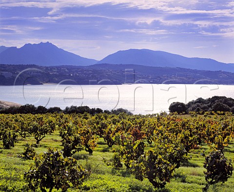 Vineyard by the Golfe de Valinco at Propriano CorseduSud Corsica   France     AC Sartne