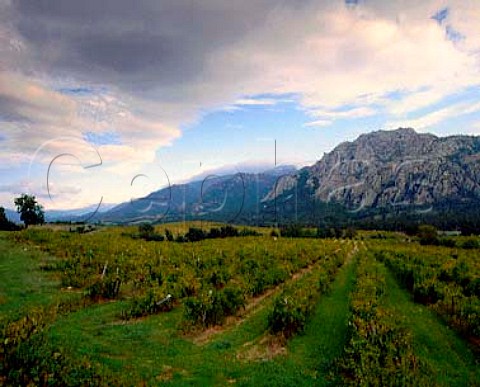 Vineyards south of Sartene Corsica AC Vin de   Corse Sartene