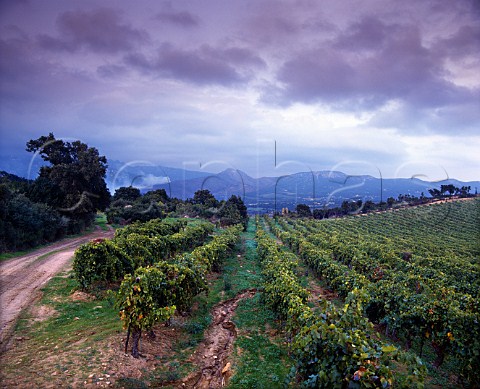 Vineyards of Domaine de Torraccia   Lecci CorseduSud Corsica France          Vin de CorsePortoVecchio