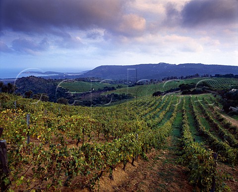 Vineyards of Domaine de Torraccia   Lecci CorseduSud Corsica France   Vin de CorsePortoVecchio