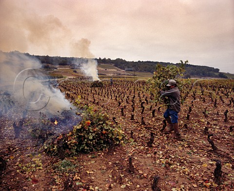 Burning vine prunings in late autumn in  Bonnes Mares vineyard ChambolleMusigny Cte dOr France Cte de Nuits Grand Cru