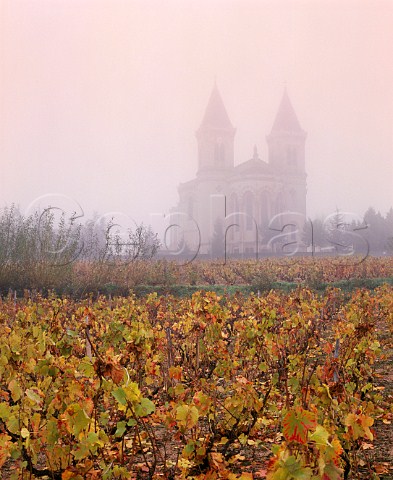 The church of Rgni viewed over Gamay vineyards in the autumn fog France   Rgni  Beaujolais