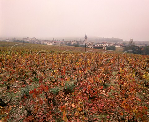 Village of Chnas viewed over autumnal Gamay  vineyards Rhne France MoulinVent  Beaujolais