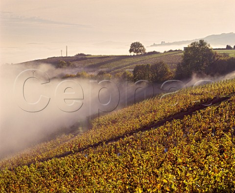 Gamay vineyards above the autumn fog high on the slopes of the Beaujolais Mountains near the Col de Durbize  Chiroubles Rhne France   Chiroubles  Beaujolais
