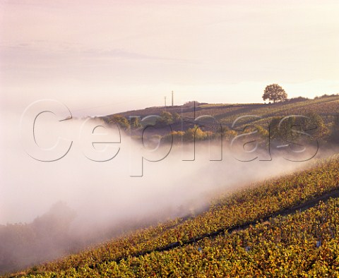 Autumnal Gamay vineyards above the fog high on the   slopes of the Beaujolais Mountains near the Col de Durbize Chiroubles  France       Chiroubles  Beaujolais