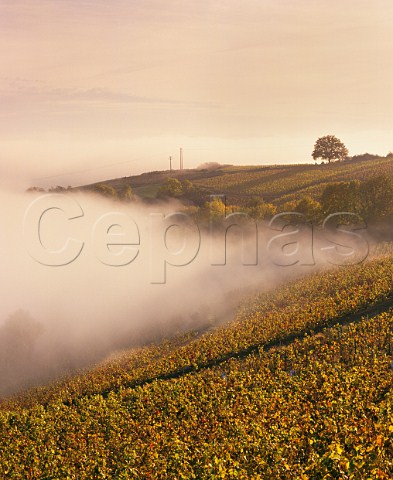 Vineyards above the autumn fog high on the slopes of the Beaujolais Mountains near the Col de Durbize Chiroubles France AC Chiroubles