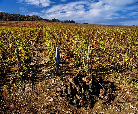 Dead Pinot Noir vines which have been removed from Les Musigny vineyard ChambolleMusigny Cte dOr France Cte de Nuits Grand Cru