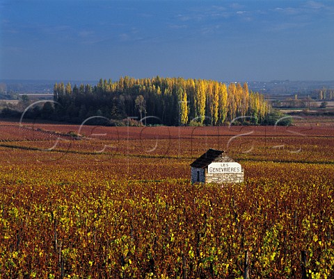 Autumnal Chardonnay vines in Les Genevrires vineyard Meursault Cte dOr France   Cte de Beaune Premier Cru