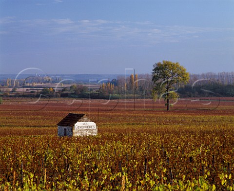 Autumnal Chardonnay vines in the Premier Cru vineyard Les Genevrires  Meursault Cte dOr France    Cte de Beaune