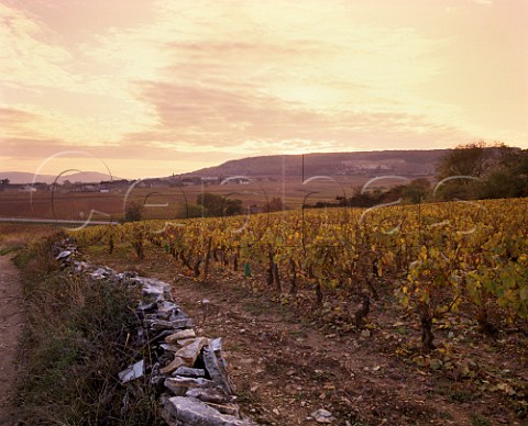 Dusk falls over the vineyards and village of ChassagneMontrachet Cte dOr France Cte de Beaune