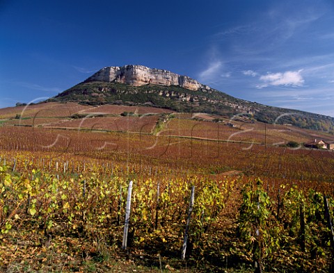 Chardonnay vineyards in late autumn below the rock of Vergisson SaneetLoire France PouillyFuiss  Mconnais