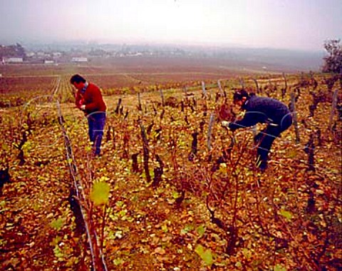 Thierry Vigot and Catherine Battault of Domaine VigotBattault pruning in Les Gaudichots vineyard La Tche which they manage on behalf of owner Madame Thomas VosneRomane Cte dOr France  Cte de Nuits Grand Cru