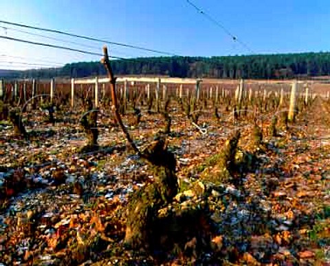 Pruned Pinot Noir vine in late autumn   ChambertinClos de Beze vineyard GevreyChambertin   Cote de Nuits Grand Cru