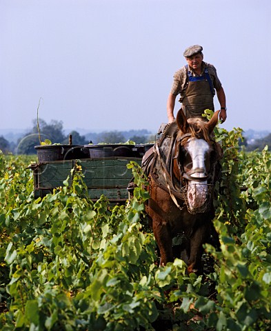 Monsieur Drouet with Bijou in Muscadet vineyard at   harvest time  Clisson LoireAtlantique France   Muscadet de SvreetMaine