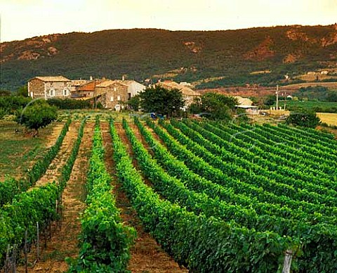 Marsanne vineyard by hamlet of Amourdedieu near StPray Ardche France   SaintPray