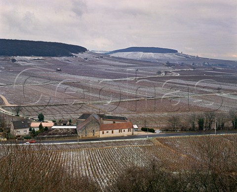 Snow on vineyards at SavignylsBeaune with the Hill of Corton in the distance Cte dOr France  Cte de Beaune