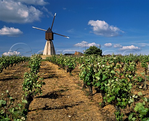 Moulin de la Montagne and Chenin Blanc vineyard at Bonnezeaux MaineetLoire France  Bonnezeaux