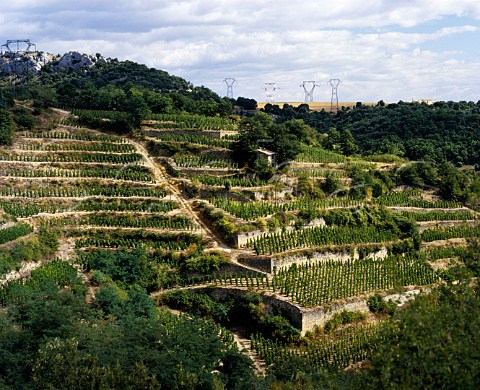 Terraced vineyards of Syrah vines at Cornas in the   Rhne valley Ardche France AC Cornas
