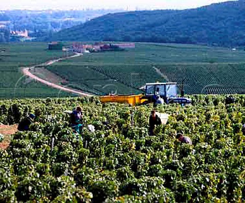 Harvesting Chardonnay grapes in vineyard between the   villages of Pouilly and Fuisse SaoneetLoire   France AC PouillyFuisse