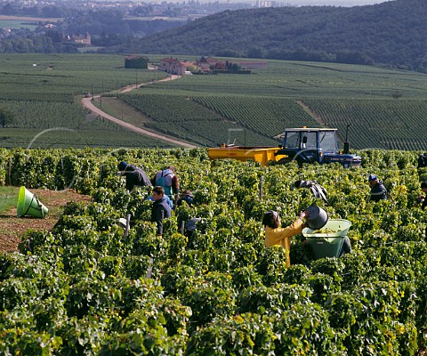 Harvesting Chardonnay grapes in vineyard between the villages of Pouilly and Fuiss SaneetLoire France PouillyFuiss  Mconnais