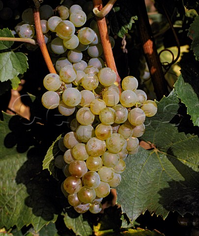 Ripe Chardonnay grapes  PouillyFuiss