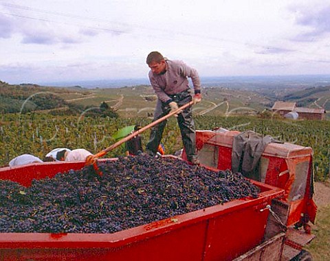 Harvesting Gamay grapes in vineyards above the   village of Chiroubles SaoneetLoire France    Beaujolais