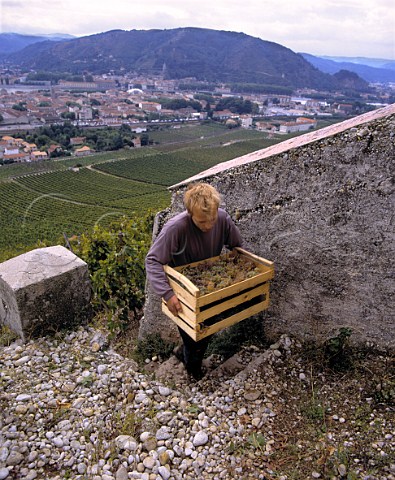 Carrying Marsanne grapes in wooden boxes  for   drying as Vin de Paille  from the ChantAlouette   vineyard of M Chapoutier on the Hill of Hermitage  TainlHermitage Drme France
